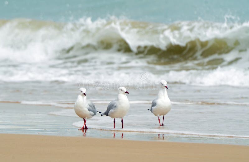 Three sea birds paddling in waters edge of beach