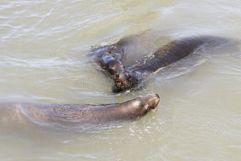 Three sea lion swimming around in the sea royalty free stock image Three sea lion swimming around in the sea royalty free stock image