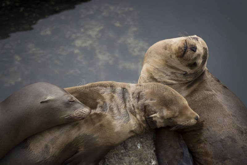 Three Sea Lions Sleep in a Pile with Water in Background royalty free stock images Three Sea Lions Sleep in a Pile with Water in Background royalty free stock images
