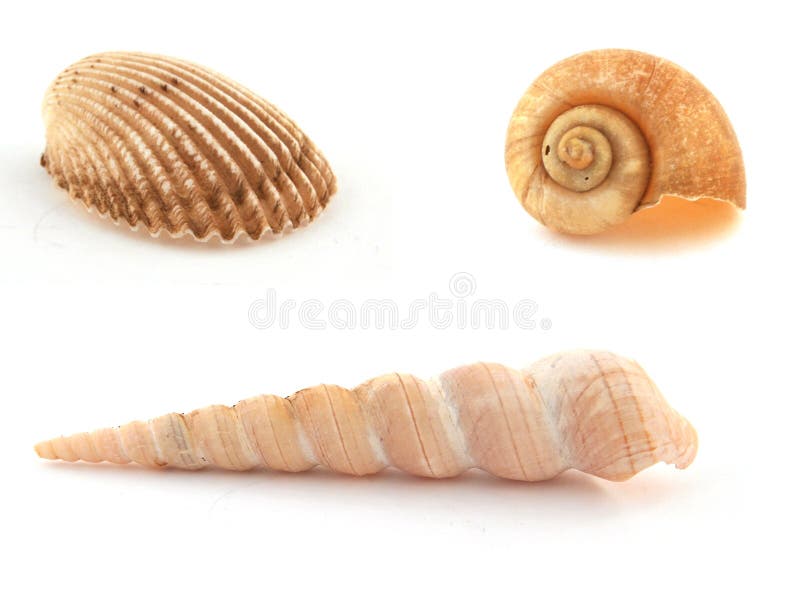 A collection of three sea shells on a white background.
