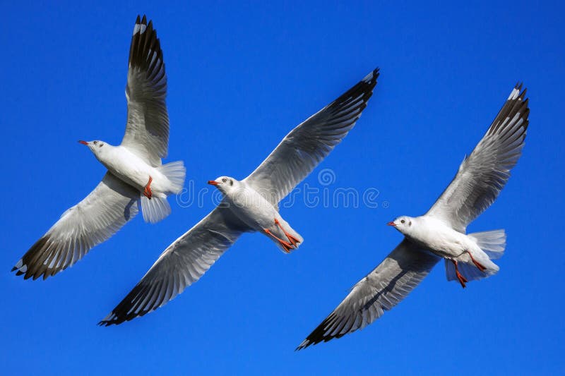 Three seagulls flying. stock image. Image of blue, wildlife 273747019
