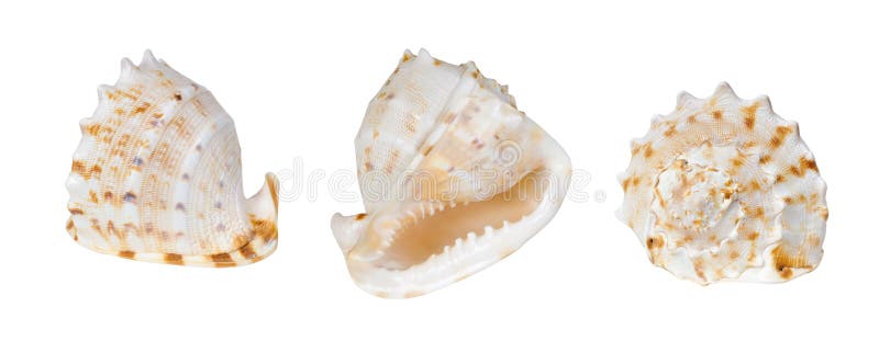 Three isolated sea shells from different sides. Three isolated sea shells from different sides