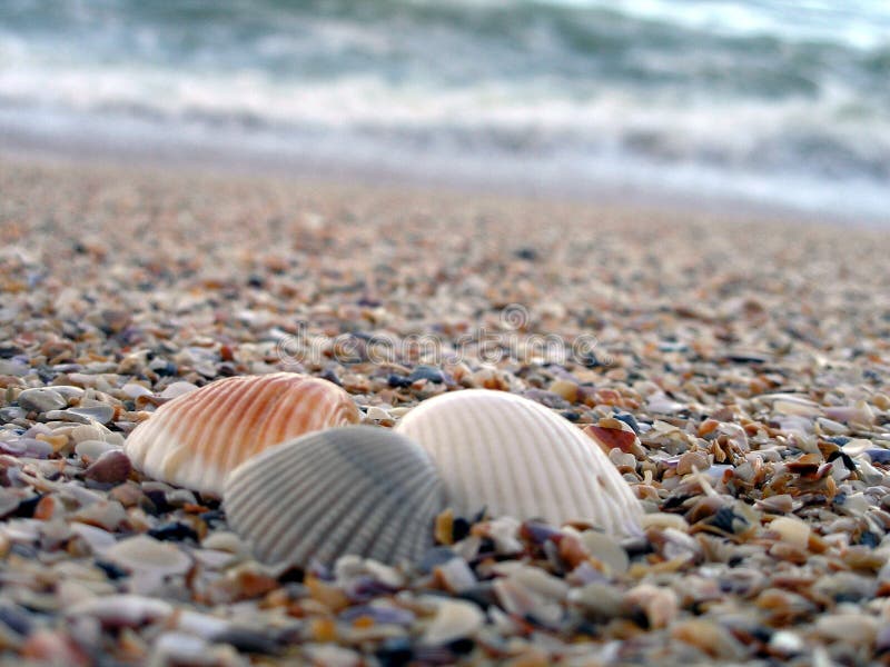 Three shells at the Ocean