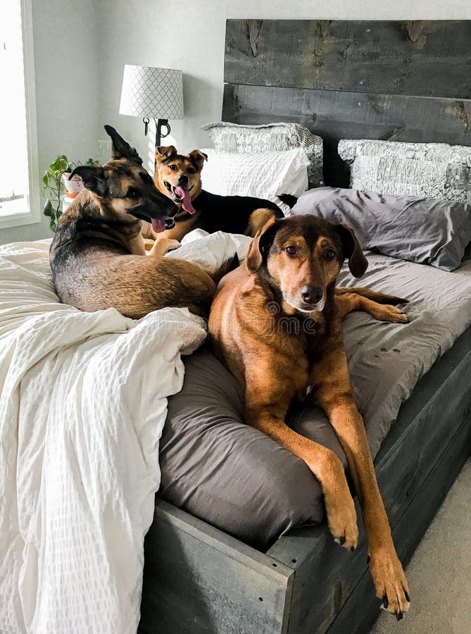 Three dogs on a Bed stock photo. Image of edge, puppy 226220458