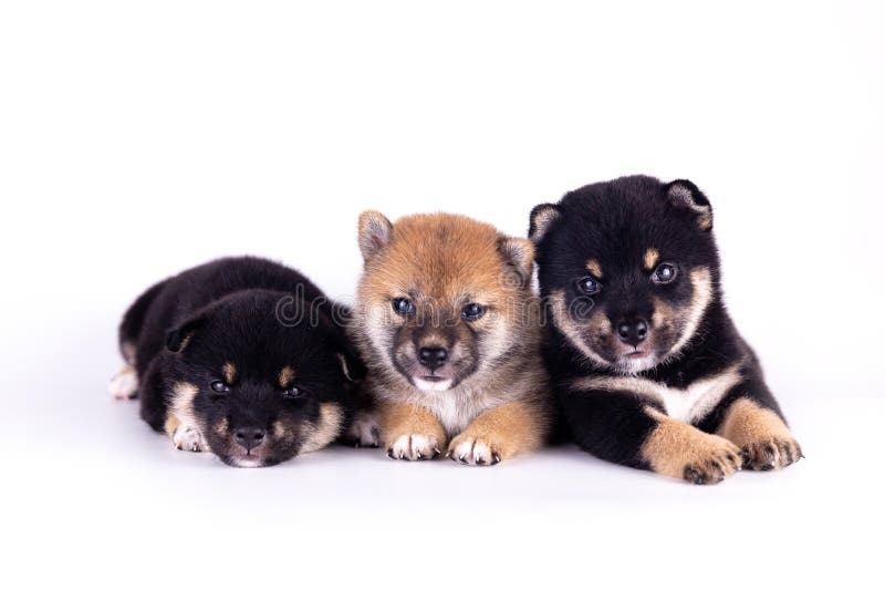 Three Shiba Inu On A White Background Shiba Inu Black And Tan Brown Shiba Inu Is A Japanese Dog That Is Famous All Over The Wo Stock Photo Image Of Japanese Three Shiba Inu On A White Background Shiba Inu Black And Tan Brown Shiba Inu Is A Japanese Dog That Is Famous All Over The Wo Stock Photo Image Of Japanese