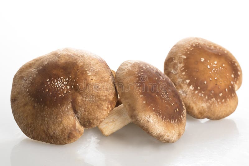 Three Shiitake Mushrooms stock photo. Image of ingredient 90447552