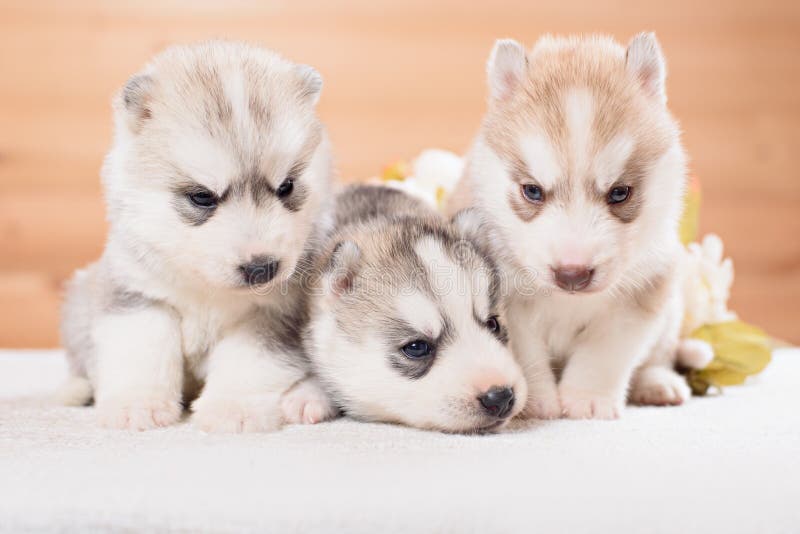 Three Siberian Husky Puppies Stock Image Image of gentle, gold 61312751