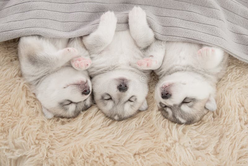 Three of Siberian Husky Puppies Sleeping Stock Image - Image of lying ...