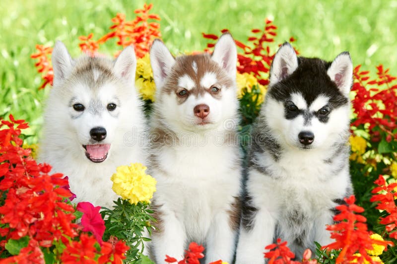 Three Siberian husky puppy on grass
