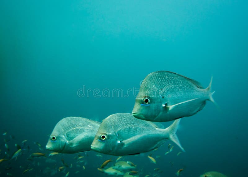 Massage dubbele Verlichten Slinger Fish Stock Photos - Free & Royalty-Free Stock Photos from Dreamstime