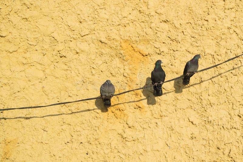 Three sitting in waiting for a dove, background orange wall stock photography Three sitting in waiting for a dove, background orange wall stock photography