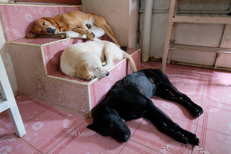 Why Does My Dog Sleep On The Stairs