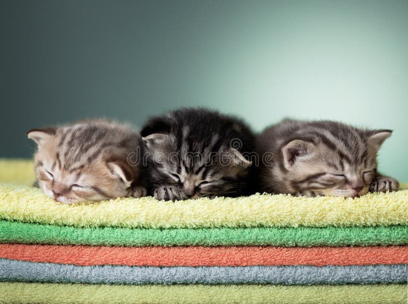 Three sleeping scottish kitten on stack of towels