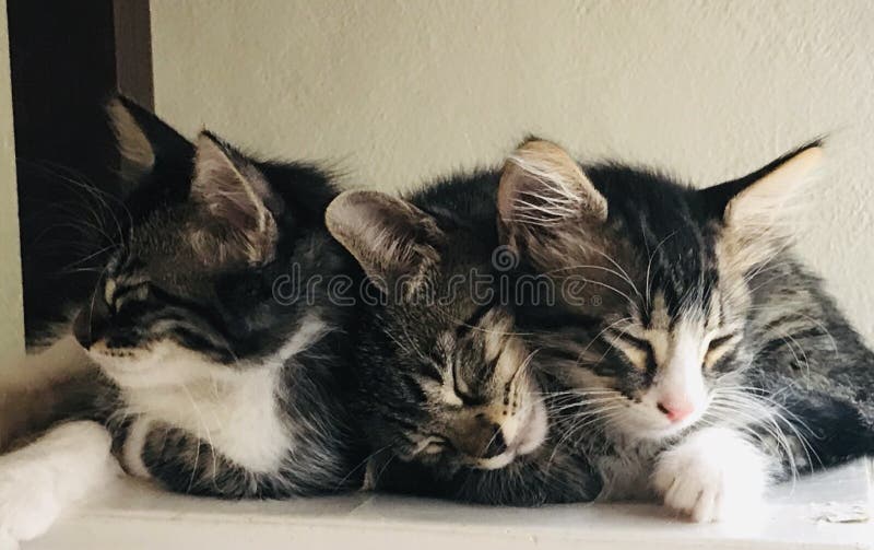 Three sleepy kittens