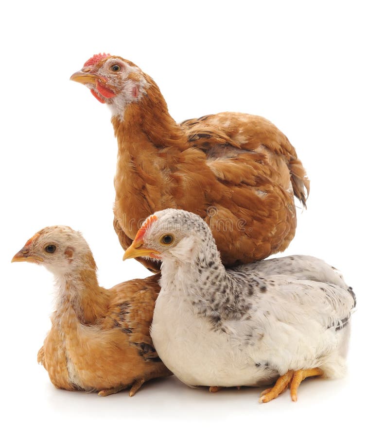 Three spring chickens stock image. Image of adorable 30314997