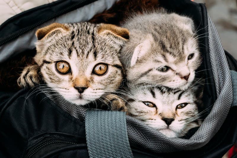 Three Small Cat Kitten Sitting In Carry Bag Stock Image Image Of