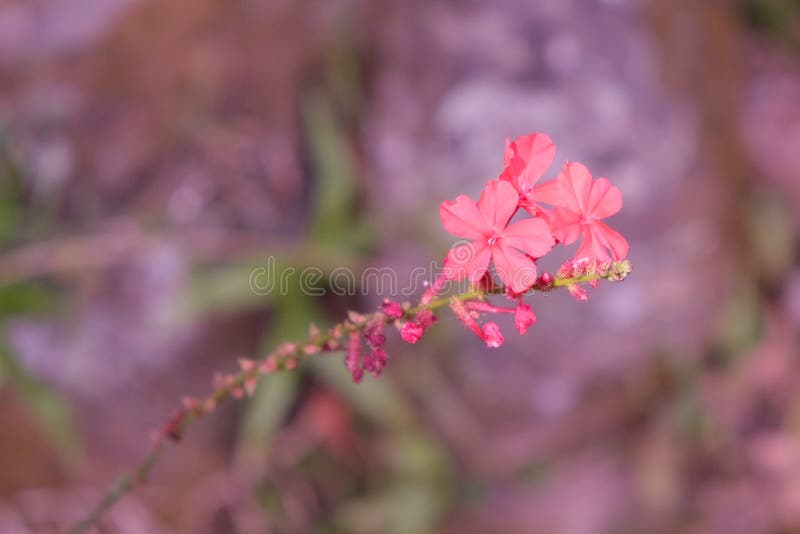 Three small delicate flowers on a twig. Fragile plant stock photo Three small delicate flowers on a twig. Fragile plant stock photo
