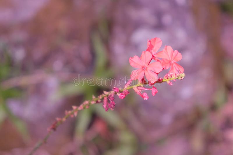 Three small delicate flowers on a twig. Fragile plant royalty free stock photography Three small delicate flowers on a twig. Fragile plant royalty free stock photography