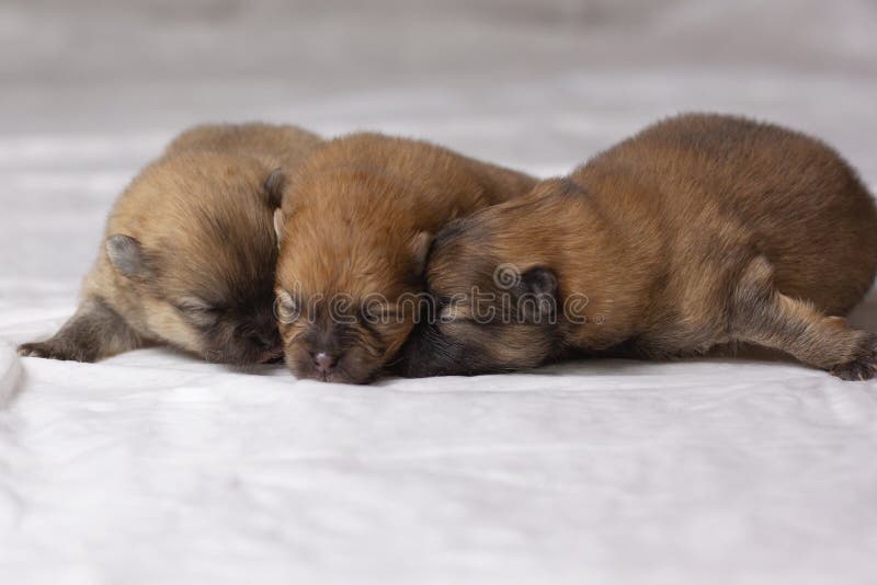 Newborn Pomeranian Puppy Sleeping Stock Photo - Image of puppy, baby ... Newborn Pomeranian