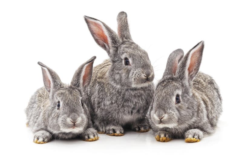 Three small rabbits