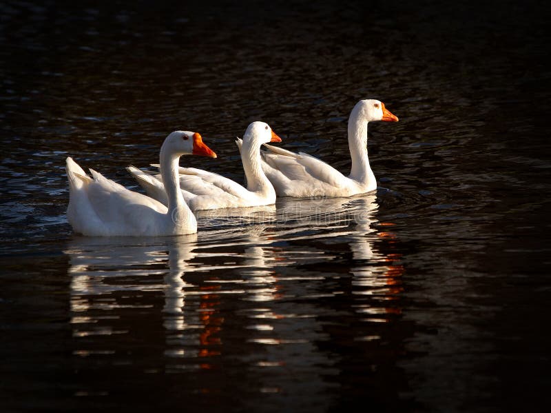 Three snow geese