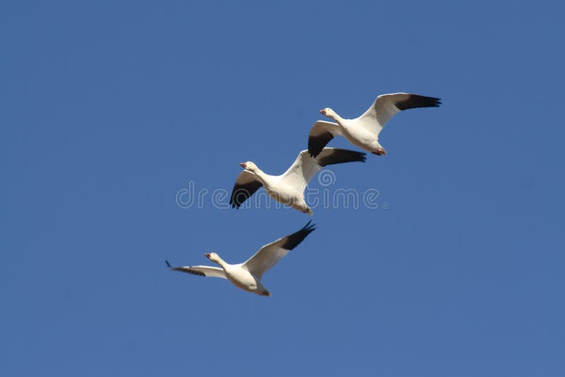 Three Snow Geese In Flight Picture. Image 4057735