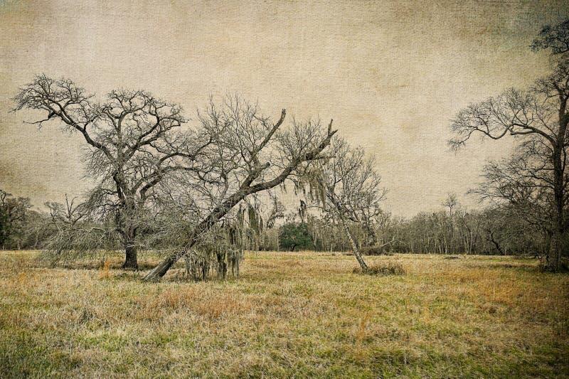 Three southern live oak trees standing in a Texas meadow. Two trees are dying and leaning toward each other while the third is standing tall. Photographed on a cloudy, rainy, winter day on Texas ranch land. Three southern live oak trees standing in a Texas meadow. Two trees are dying and leaning toward each other while the third is standing tall. Photographed on a cloudy, rainy, winter day on Texas ranch land.