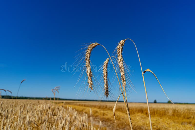 Three spikelets of wheat against a blue sky stock photo