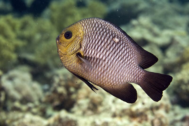 Three-spot dascyllus (dascyllus trimaculatus)