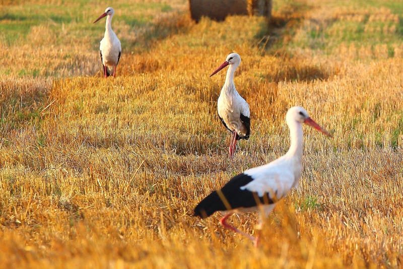 Three storks