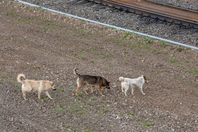 Dogs on railroad tracks stock photo. Image of canines 61134634