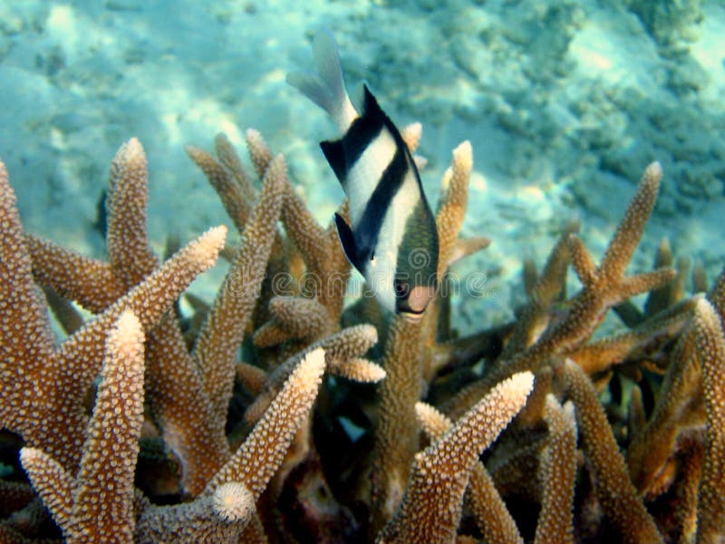 Three Striped Damsel