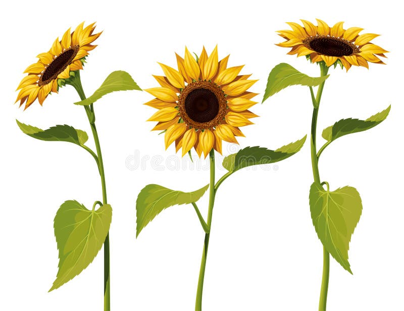 Sunflower Flower with Stem and Leaves, Vector Isolated Drawing Stock ...