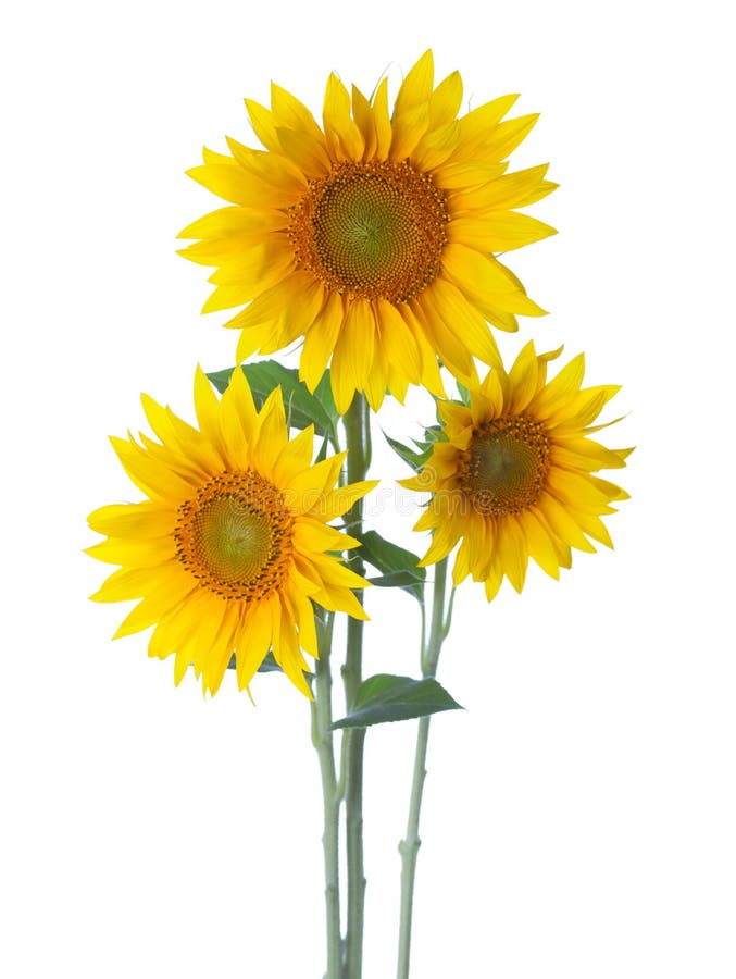 Three Sunflowers isolated on a white background. Sunflowers stock images, royalty-free photos and pictures