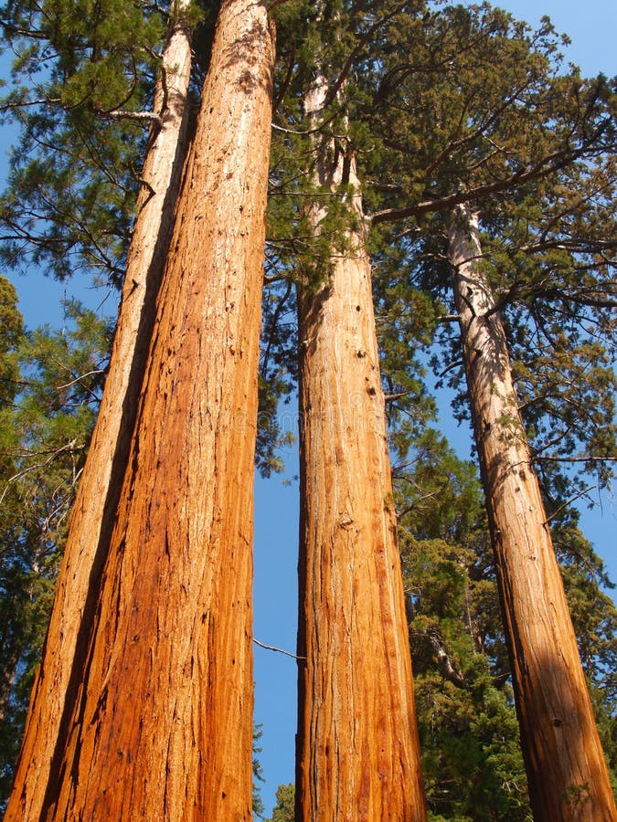 Three tall giants