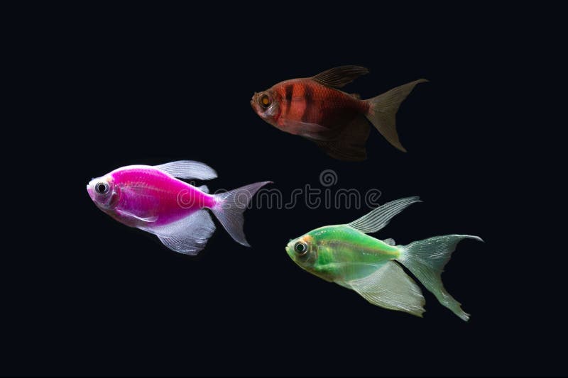 tetra fish glofish