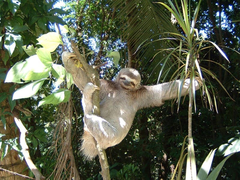 Three toes sloth