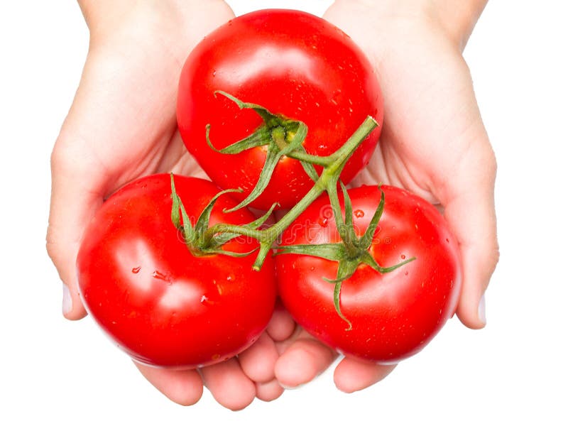 Three tomatoes in hands