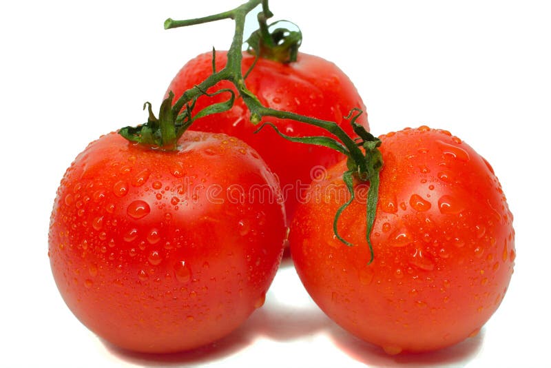 Three tomatoes with waterdrops