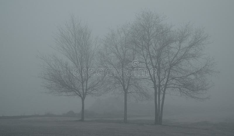 Trees in the fog stock photo