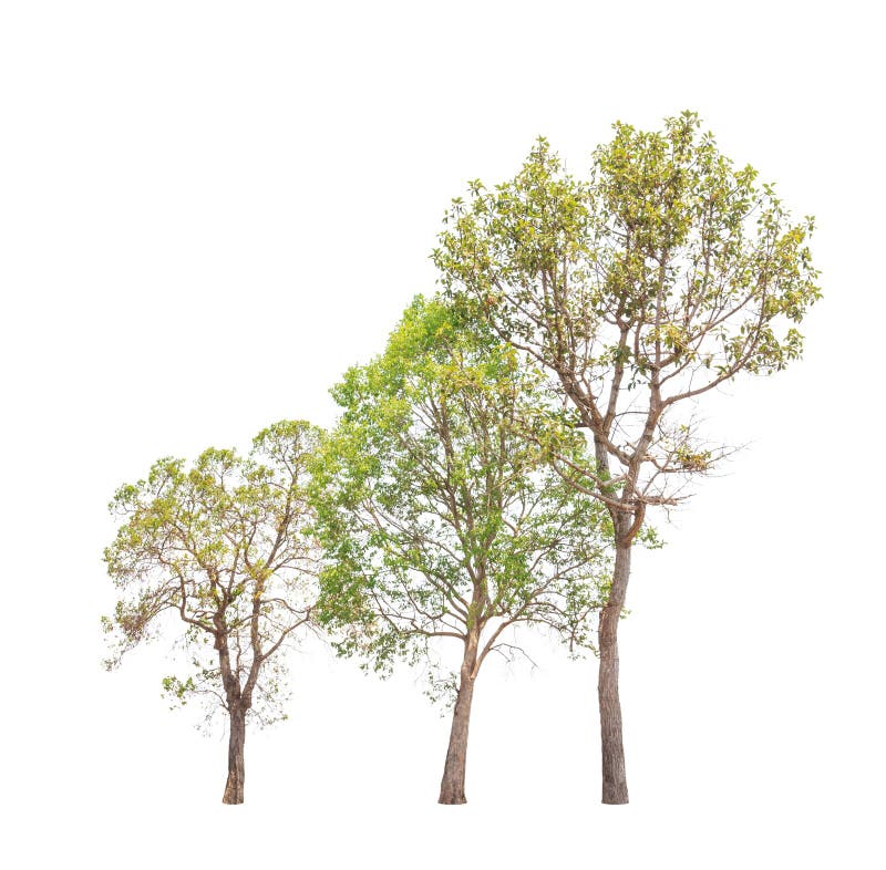 Three tropical trees in Thailand isolated on white background stock photos Three tropical trees in Thailand isolated on white background stock photos