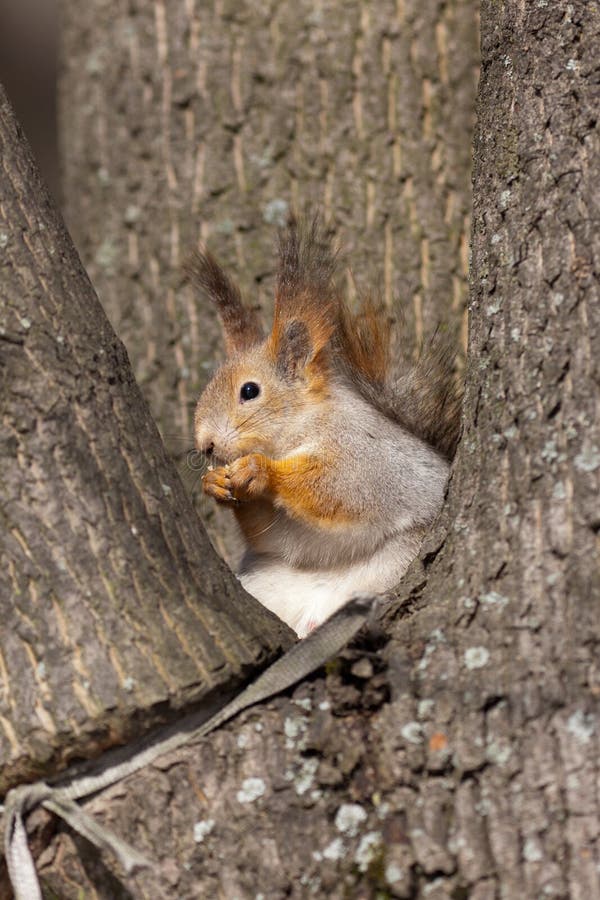 Between three trunks stock photos