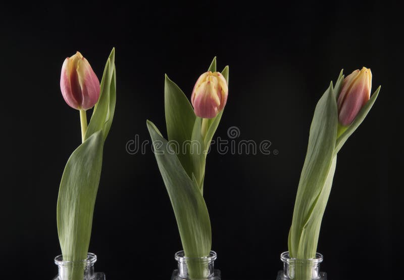 Three Tulips in Glass Vases. Stock Photo Image of petal, flower 84245876