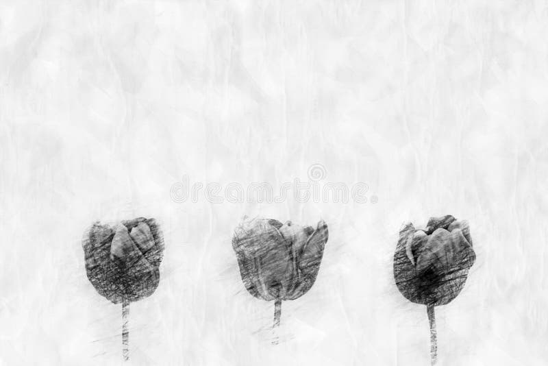 Three Tulips in a Pencil Drawing Style Stock Photo Image of nature