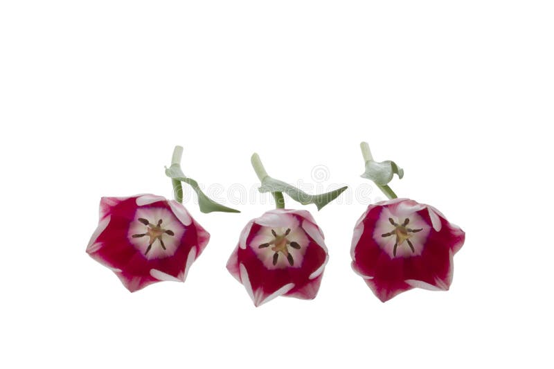 Three tulips royalty free stock photography Three tulips royalty free stock photography