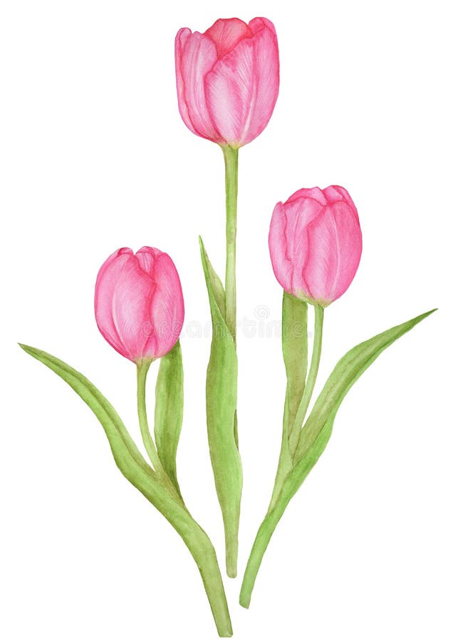 Three Tulips on a White Background. Watercolor Botanical Illustration ...