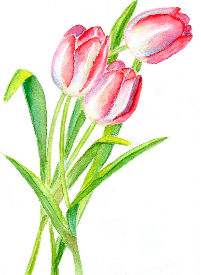 Three Red Tulips. Vector Illustration. Stock Vector - Illustration of ...