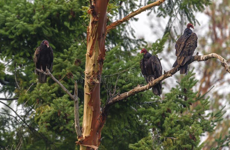 Three turkey vultures