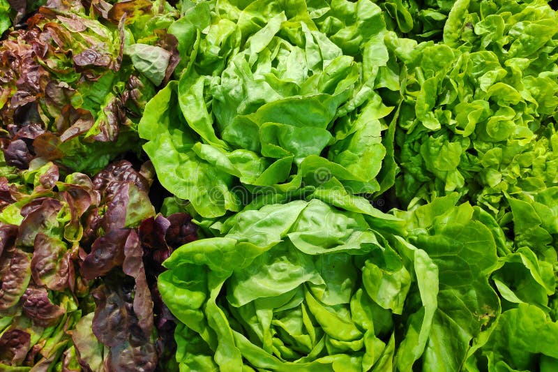 Three Types of Lettuce on a Market Stall Stock Photo Image of food