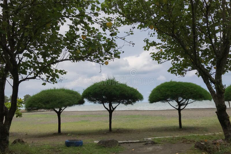 Three Umbrella Trees on the Beach Stock Photo Image of field, grass